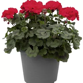 Pelargonium zonale Moonlight Tumbao