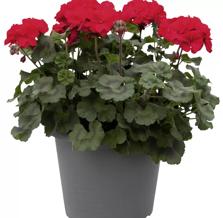 Zonal-Pelargonie 'Moonlight® Tumbao®'