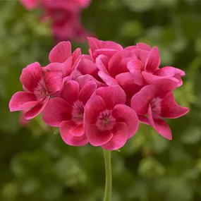 Pelargonium zonale 'Pretty Little'