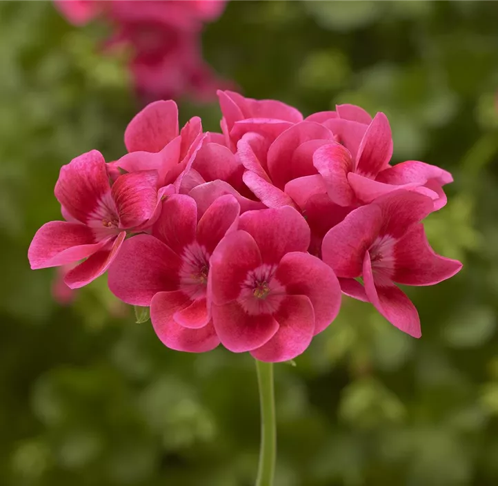 Pelargonie 'Pretty Little'