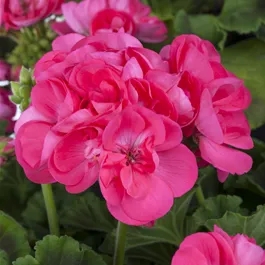 Pelargonium zonale Tumbao Exta Pink