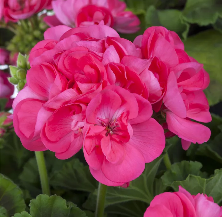 Zonal-Pelargonie 'Tumbao®'