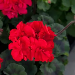 Pelargonium zonale Tumbao On Fire