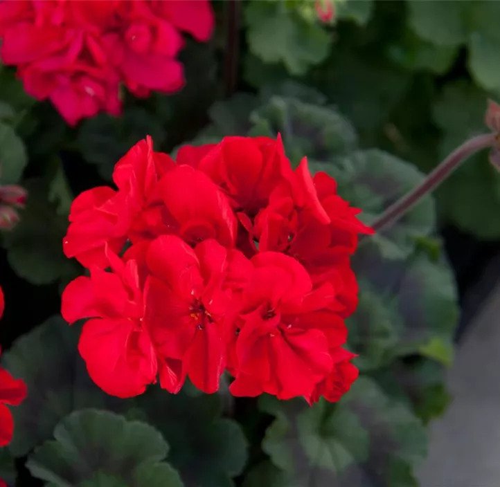 Zonal-Pelargonie 'Tumbao®'