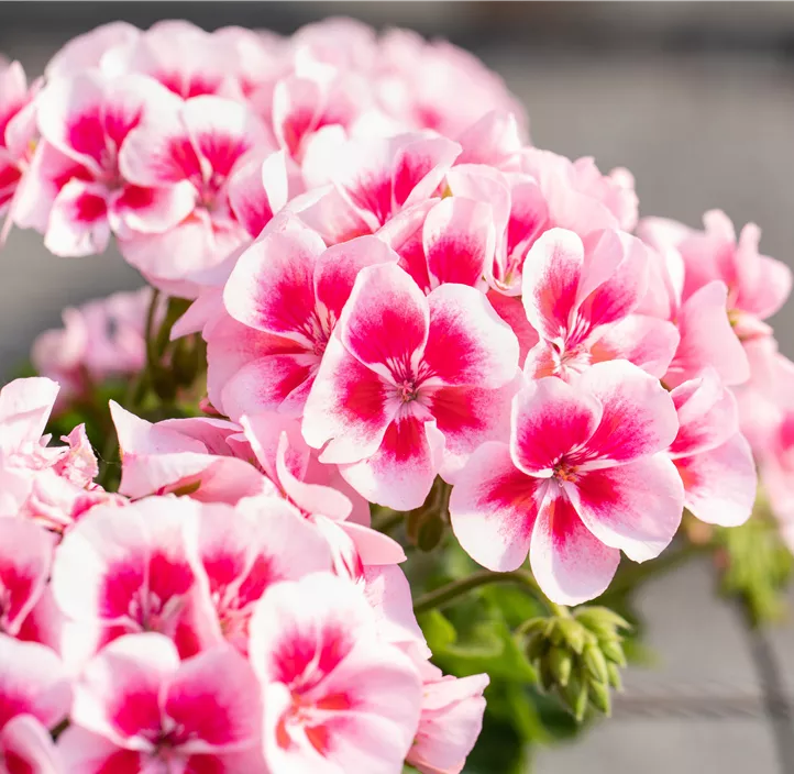 Zonalpelargonie 'Americana White Splash'