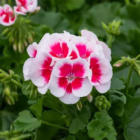 Pelargonium zonale White Splash Unsere Besten