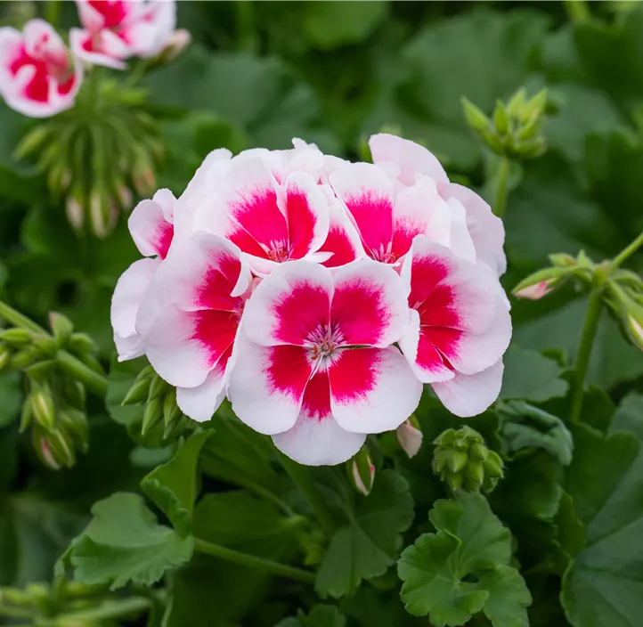 Zonalpelargonie 'Americana White Splash'