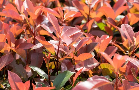 Nahaufnahme eines Rotspitzen-Photinia Strauch im Garten