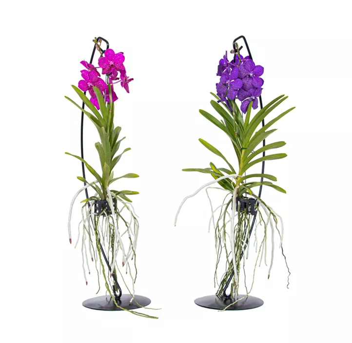 Vanda/Ascocenda