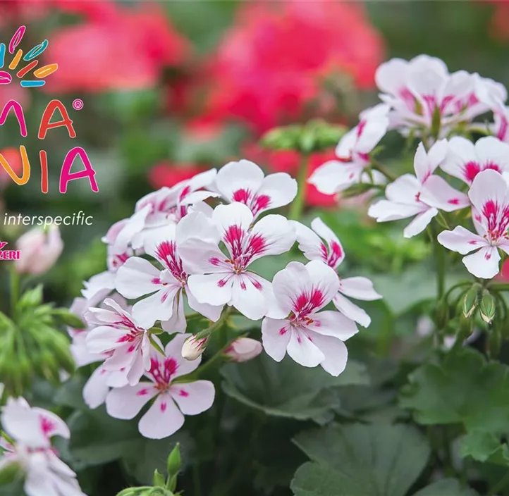 Pelargonie 'Sarita® White Splash'