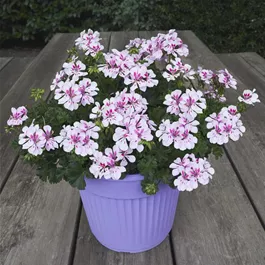 Pelargonium interspecific 'Amazonia White with Eye'