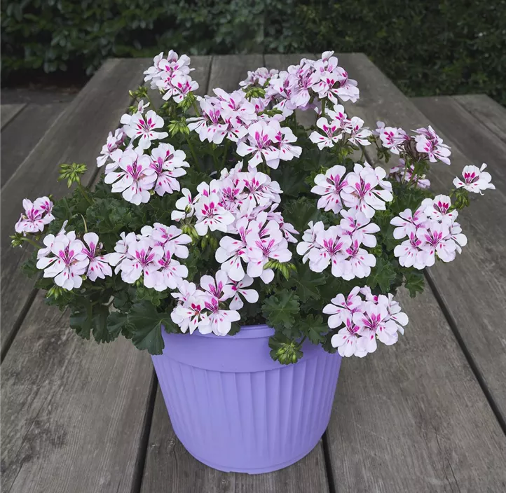 Pelargonie 'Sarita® White Splash'