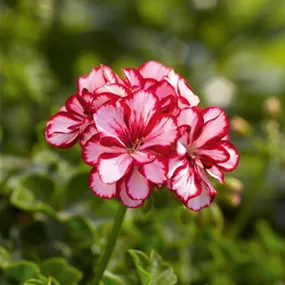 Pelargonium peltatum bella bonita Unsere Besten