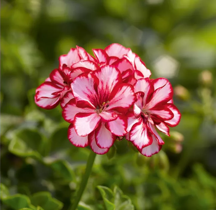 Hängegeranie 'Bella Bonita'