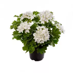 Pelargonium zonale Starry White