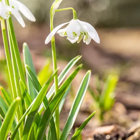 Galanthus Double