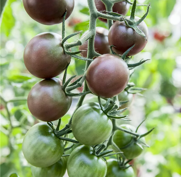 Schwarze Kirschtomate