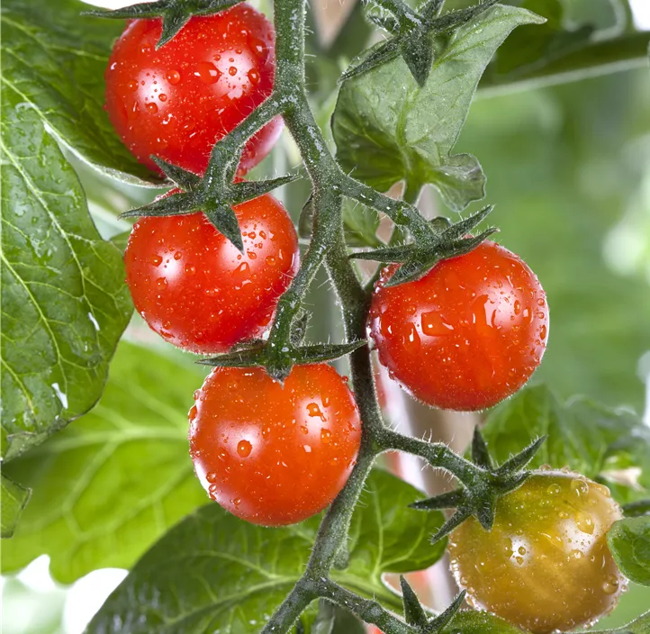 Tomate 'Tomatoberry'