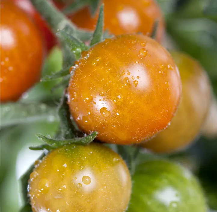 Tomate 'Tomatoberry'