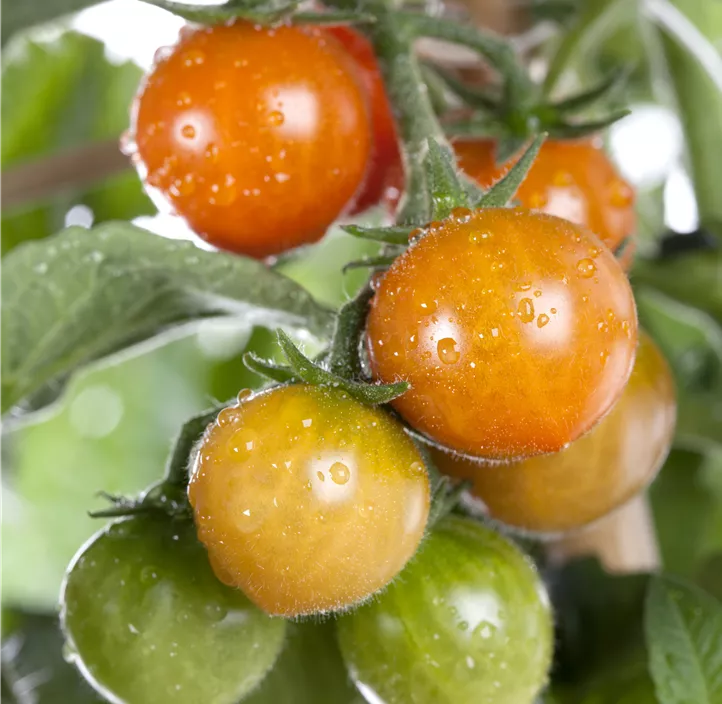 Tomate 'Tomatoberry'