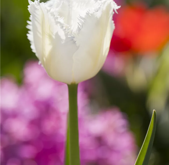 Tulpe 'Snow Crystal'