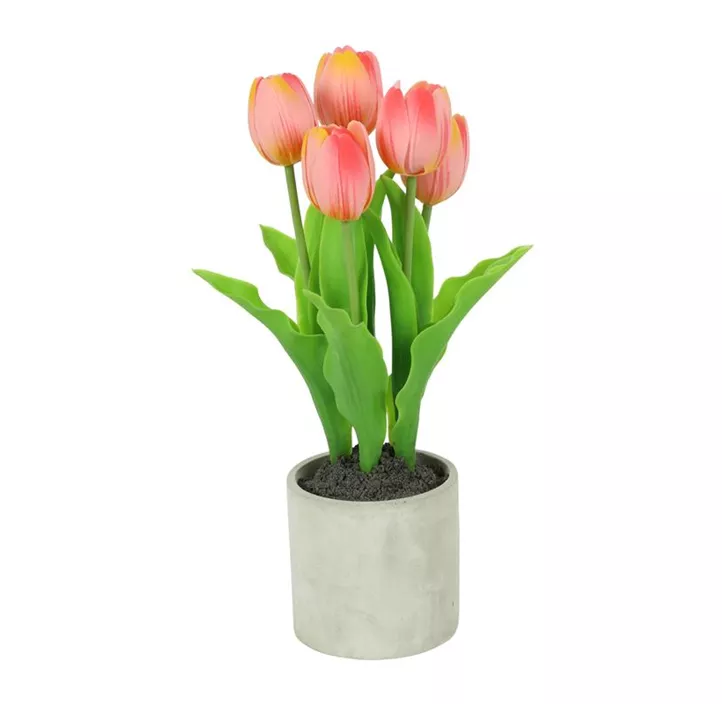 Tulpe im grauen Kunststoff Topf (Shop)