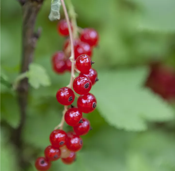 Rote Johannisbeere