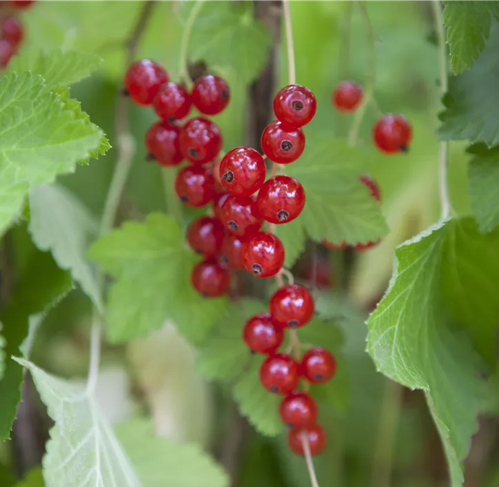 Rote Johannisbeere