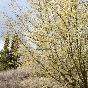 Cornus mas Mix