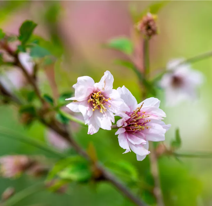 Geschlitzte Kirsche 'February Pink'