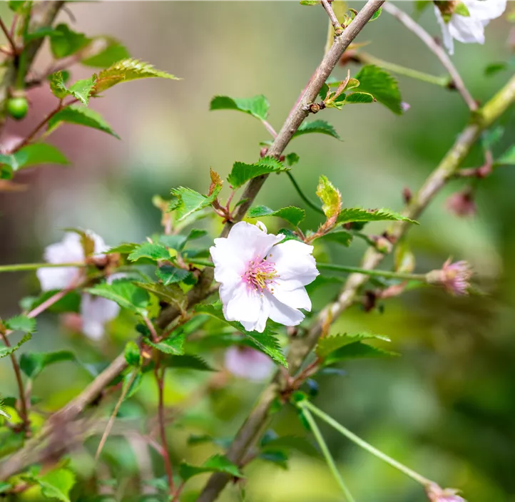 Geschlitzte Kirsche 'February Pink'