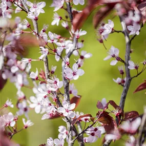 Prunus cerasifera Nigra