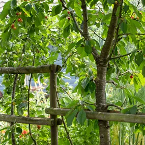 Obstbaum Doppel-U-Form