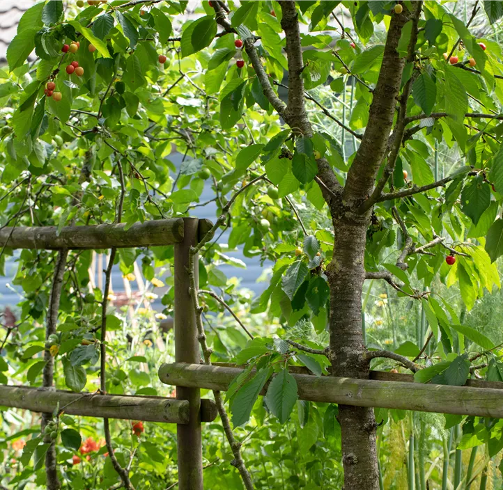 Obstbaum Doppel-U-Form