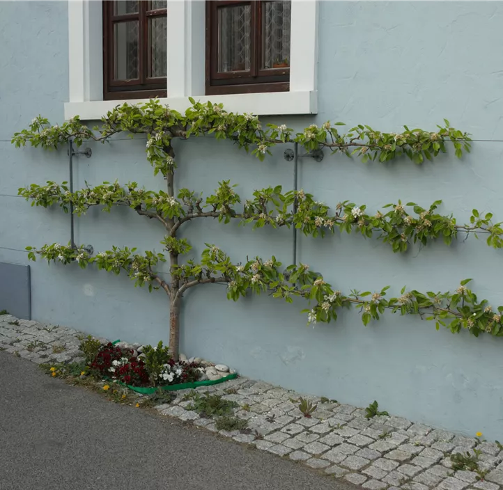 Obstbaum Doppel-U-Form