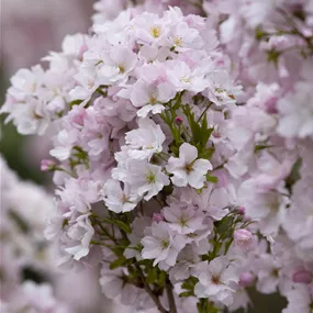 Prunus Amanogawa