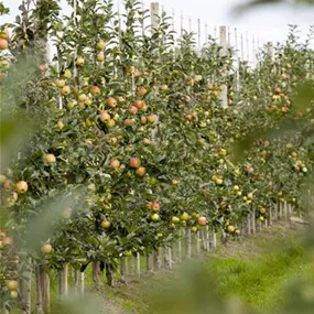 Säulenobst Apfel/Birne/Kirsche 2-jährig