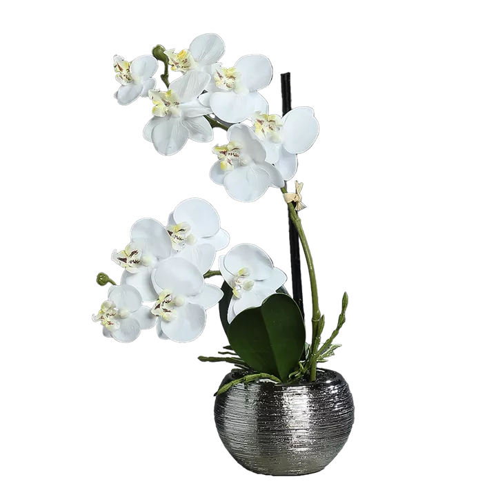 Orchidee Phalaenopsis fresh