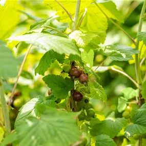 Ribes nigrum Black Marble Cassisima