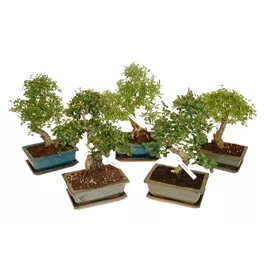 Bonsai mit Unterteller