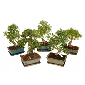 Bonsai mit Unterteller