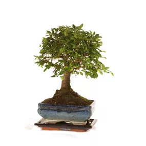 Bonsai mit Unterteller eckig