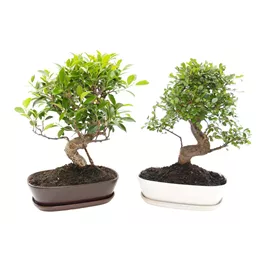 Bonsai mit Unterteller oval