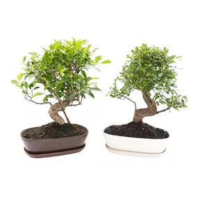 Bonsai mit Unterteller oval