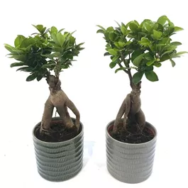 Ficus Ginseng Bonsai im Keramiktopf