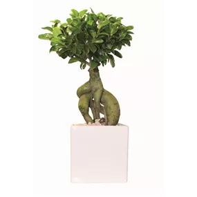 Ficus Ginseng Bonsai in Keramikgefäß