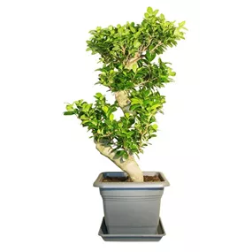 Ficus microcarpa Ginseng Bonsai S-Form