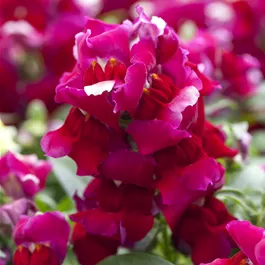 Antirrhinum majus Candy Tops Pottburri