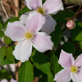 Clematis montana mix blühend