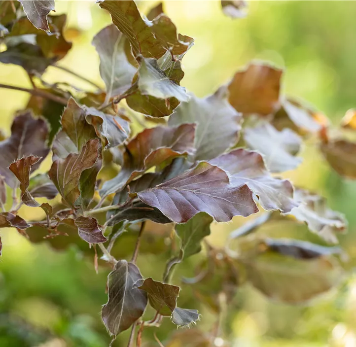 Blutbuche 'Atropunicea'